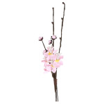 Branche de cerisier